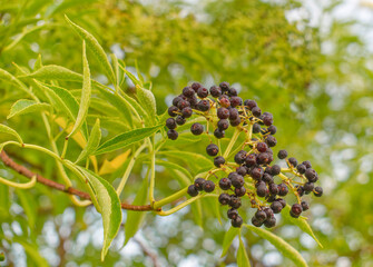 wild common elderberry berries Sambucus canadensis growing on tree with early morning dew green leaves water droplets