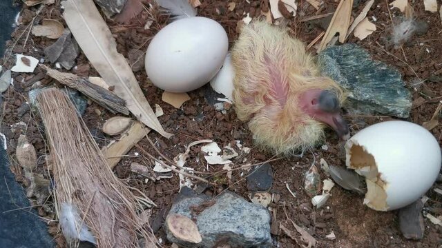 Newborn baby pigeon chick and one egg in nest