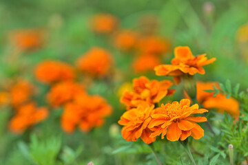 マリーゴールドの花