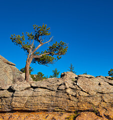 tree on a rock pine tree moss colored rock blue sky nature landscape Joshua tree
