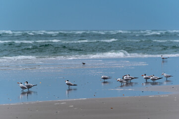 Birds at the Beach