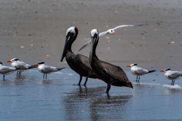 Two Brown Pelicans and Two Royal Terns