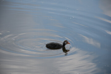 Eurasian coot (Fulica atra) chick swimming alone in a lake in Bavaria, Germany, in summer