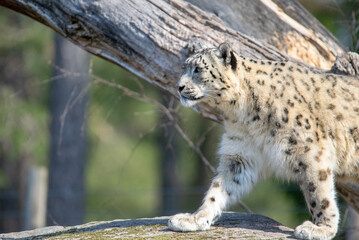 SnowLeopard