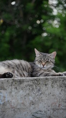 Коты кот животные cat