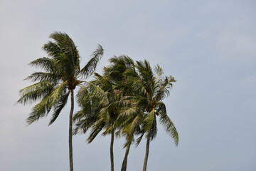 Group of palm trees on a windy day in Singapore