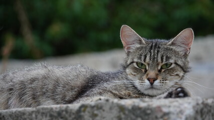 Коты кот животные cat