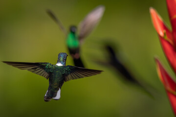 Tanz der Kolibris Weißnackenkolibri