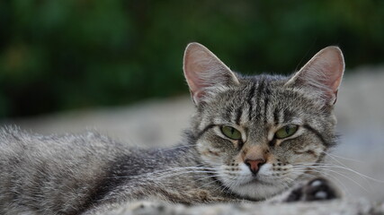 Коты кот животные cat