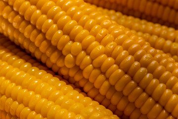Boiled corn on cob. Close-up. Subject: advertising background of corn grain products