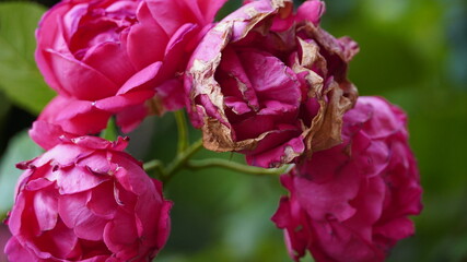 Цветы окружающая среда 