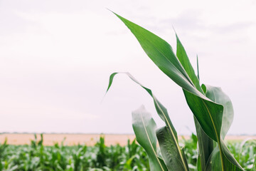 Corn field, green leaves close-up. Abstract natural pattern, background. Plant agriculture farm