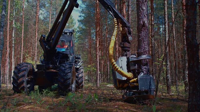 Forest Harvester in action - cutting down tree. A specialized Feller Buncher saws a freshly chopped tree trunk.