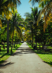 Fototapeta na wymiar trees in the park graveyard palms usa miami 