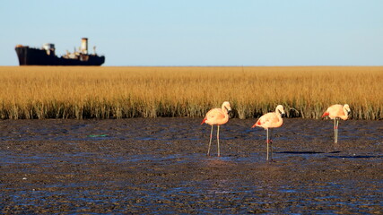 flamencos en la costa disfrutando el mar