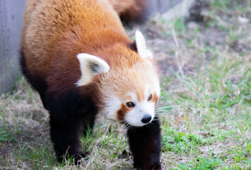 Red Panda