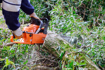 Tree felling with a large chainsaw cutting into tree trunk motion blur sawdust and chippings an uprooted broken tree, torn by the wind during a violent storm