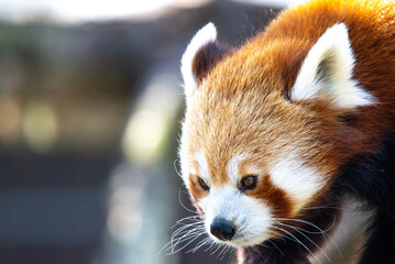 Fototapeta premium Red Panda