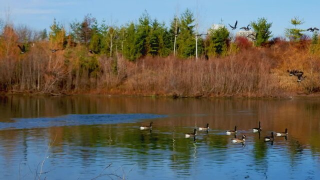 A Lake In A Park With Swimming And Flying Waterfowls - Shot In 4K