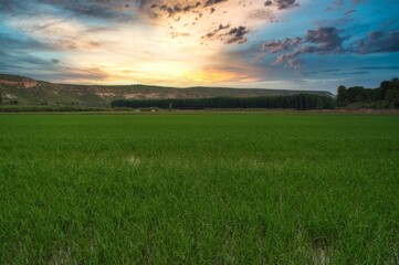 paisaje de arrozales en calasoarra,murcia
