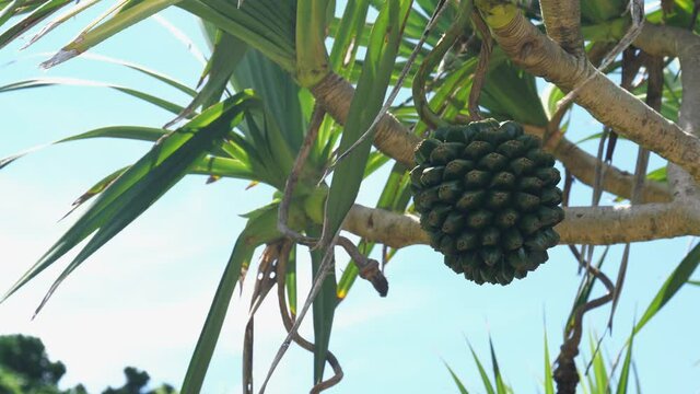 Okinawa,Japan - July 12, 2021: Pandanus odoratissimus or Screw pine or Adan
