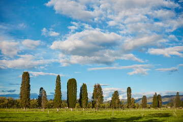 line of trees 