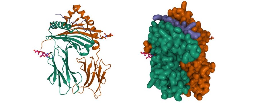 Structure of immune receptor HLA-DRB1, 3D cartoon and Gaussian surface models, chain id color scheme, based on PDB 4mdj, white background