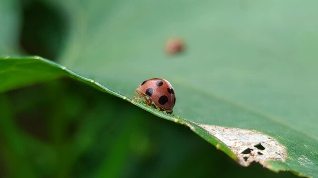 Name of insects, beetles in the family Chrysomelidae The body is stout, oval, the hind part is silver and gold depending on the genus The wings are hard, clear, curved convex like a turtle's back