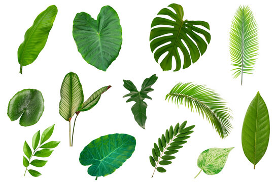Set of tropical green leaves isolated on white