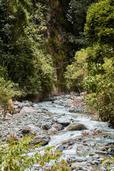 stream in the woods