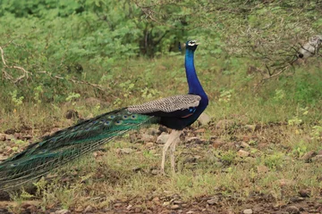 Poster Beautiful peacock walking in a field © Sugha Bapodra/Wirestock