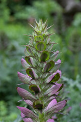 Acanthus spinosus in early flower in a garden in July, United Kingdom