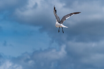 Cloudy Sky with Flying Gull