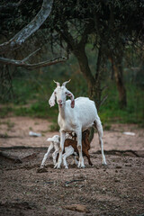 Obraz na płótnie Canvas Little goats suckling in the impenetrable, Santiago del Estero, Argentina