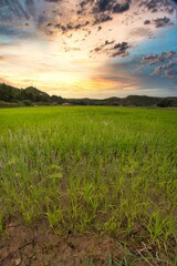 Fototapeta na wymiar landscape of green wheat fields with nice blue sky 