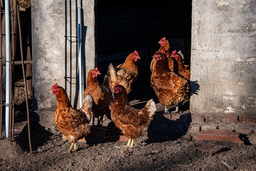 grupo de gallinas  en la puerta del gallinero en la provincia de Entre Ríos, Argenyina.