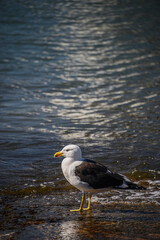 Seagull standing on the seashore in Punta del Este, Uruguay