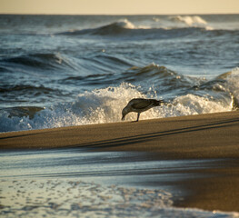 Seagull stops eating on the seashore with waves breaking behind, in Punta del Este, Uruguay
