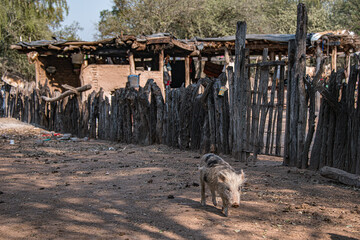 Little pig walking in front of a house in the Impenetrable Santiago del Estero