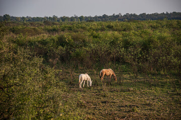 Two horses eating in the bed of the Bermejo river in the Impenetrable, in the province of Chaco, Argentina.