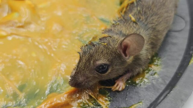 A small rat was trapped inside the house.