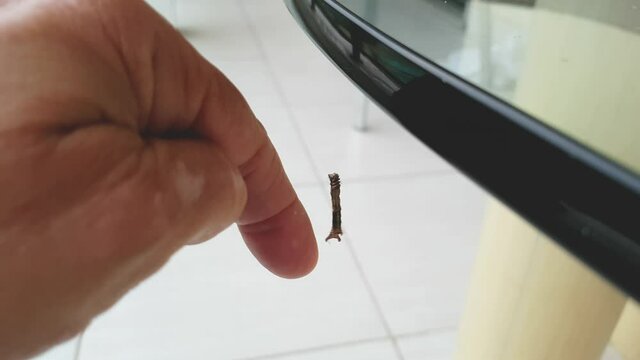 Close up of the brown Geometridae caterpillar slowly crawling on a hand. Interaction between nature animals and people. lagarta Mede-Palmos in portuguese, caterpillar Measures-Span in english