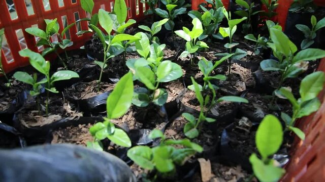 Mano de hombres sembrando &aacute;rboles en tierra al lado de una escuela