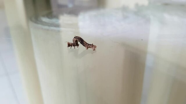 Close up of the brown Geometridae caterpillar slowly crawling on a glass table. Interaction between nature animals and people. lagarta Mede-Palmos in portuguese, caterpillar Measures-Span in english