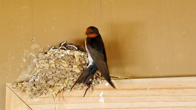 Three baby swallows in the nest open their mouths and swallow the food that their mother feeds. A bird's nest made of clay on the wall of a house