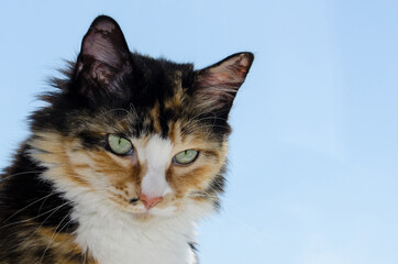 A cat with beautiful big eyes. cat for advertising, Free space for text.