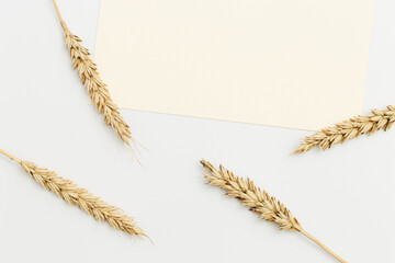 Ears of wheat close up on beige background. Natural cereal plant, harvest time concept