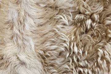 Texture of fur, macro colored sheep hair background, natural fluffy wool, furry surface