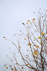 Minimalistic autumn landscape, rare dry autumn leaves on tree branches against a cloudy blue sky.