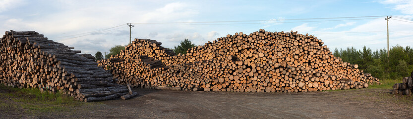 forestry logs stacked raw construction wood industry forest cut panoramic